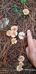 Rhodocollybia incarnata