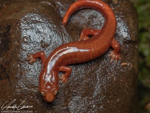 Van Dyke's Salamander