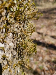 Forsstroemia trichomitria