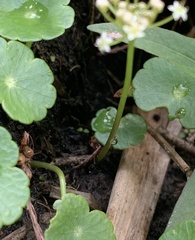 Hydrocotyle umbellata image