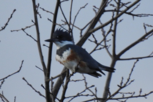 Belted Kingfisher photographed in Delaware