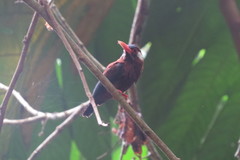 Galbalcyrhynchus leucotis