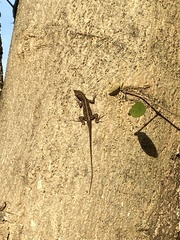 Anolis sagrei