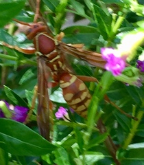 Polistes apachus texanus