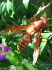 Polistes apachus texanus