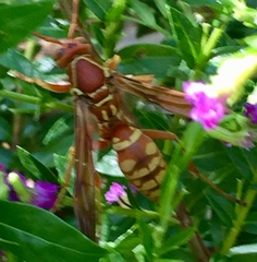 Polistes apachus texanus