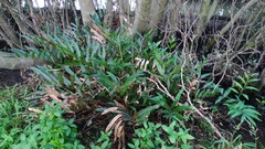 Acrostichum speciosum