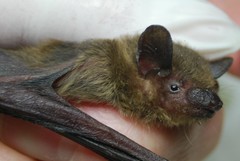 Nycticeius humeralis