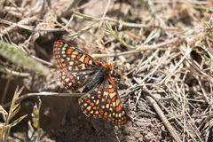 Euphydryas anicia