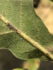 Quercus similis