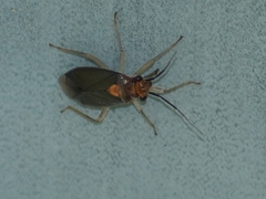 Agaveocoris