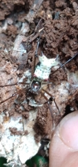Micrathena nigrichelis