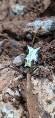 Micrathena nigrichelis