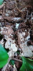 Micrathena nigrichelis