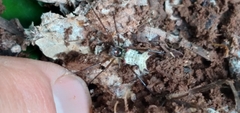 Micrathena nigrichelis