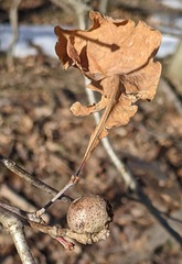 Disholcaspis quercusglobulus