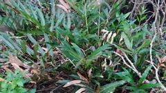 Acrostichum speciosum