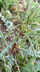 Eulobus californicus