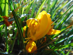 Crocus weldenii