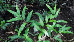 Acrostichum speciosum