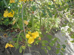 Senna polyantha