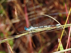Argia bipunctulata