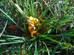 Crocus weldenii