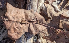 Callirhytis piperoides