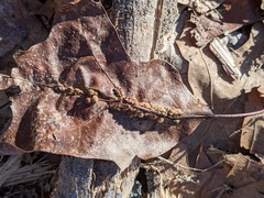 Callirhytis piperoides