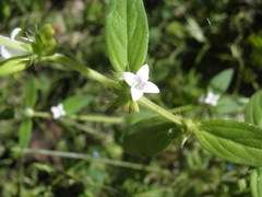 Tessiera lithospermoides
