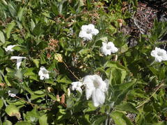 Ruellia leucantha
