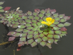Ludwigia sedoides