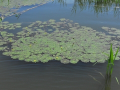 Ludwigia sedoides