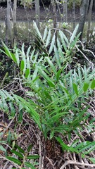 Acrostichum speciosum