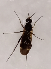 Anisopodidae
