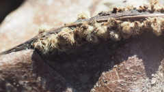 Callirhytis piperoides