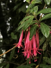 Fuchsia petiolaris