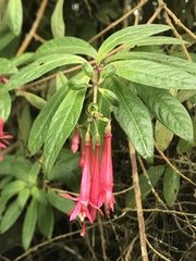 Fuchsia petiolaris