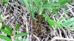 Acrostichum speciosum