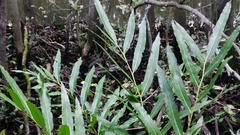 Acrostichum speciosum
