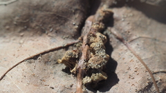 Callirhytis piperoides