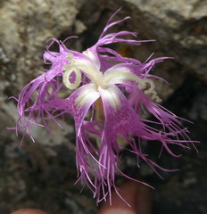 Dianthus broteri