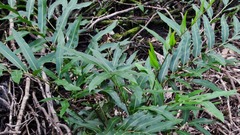 Acrostichum speciosum