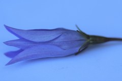 Wahlenbergia ceracea