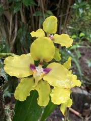 Cyrtochilum macranthum