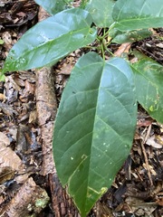 Sterculia quadrifida