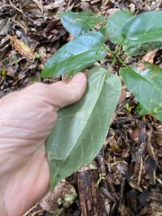 Sterculia quadrifida