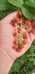 Rubus sellowii