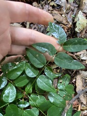 Derris involuta