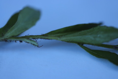 Wahlenbergia ceracea